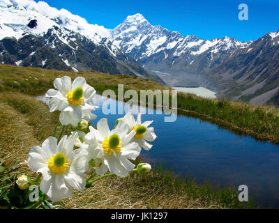 Nuova Zelanda, fiori nel Mt. Parco nazionale Cook, Neuseeland - Blumen im Mt. Cuocere il parco nazionale Foto Stock