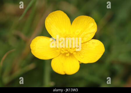 Piccolo fiore giallo - (Oenothera perennis) Foto Stock