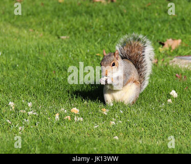 Scoiattolo grigio alimentare nel Parco, London REGNO UNITO Foto Stock