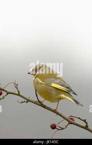 Nome lat. nome in legno, nome (lat. nome) im Wald Foto Stock