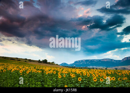 La piantagione di girasoli. Tierra Estella county. Navarra, Spagna, Europa. Foto Stock