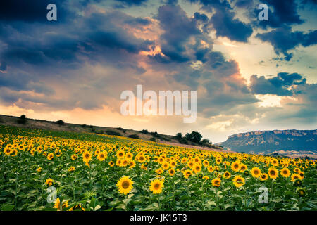 La piantagione di girasoli. Tierra Estella county. Navarra, Spagna, Europa. Foto Stock