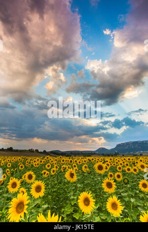 La piantagione di girasoli. Tierra Estella county. Navarra, Spagna, Europa. Foto Stock