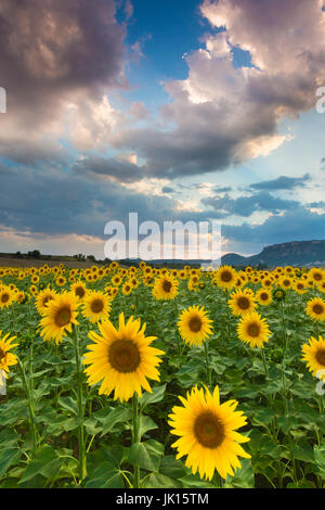 La piantagione di girasoli. Tierra Estella county. Navarra, Spagna, Europa. Foto Stock