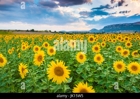 La piantagione di girasoli. Tierra Estella county. Navarra, Spagna, Europa. Foto Stock