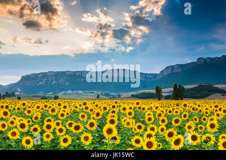 La piantagione di girasoli. Tierra Estella county. Navarra, Spagna, Europa. Foto Stock