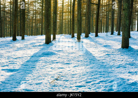 Larice europeo di foresta in inverno. Saldropo Gorbeia, parco naturale, Biscaglia, Spagna, Europa. Foto Stock