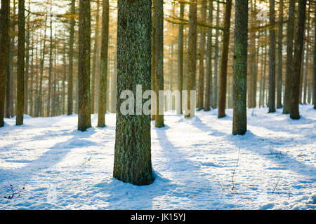 Larice europeo di foresta in inverno. Saldropo Gorbeia, parco naturale, Biscaglia, Spagna, Europa. Foto Stock