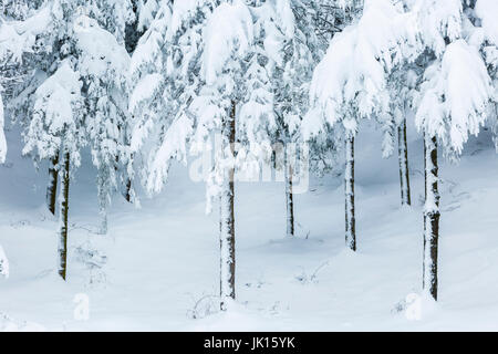 Foresta di conifere in inverno. Saldropo Gorbeia, parco naturale, Biscaglia, Spagna, Europa. Foto Stock