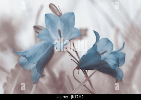 Duo Harebells tone Foto Stock