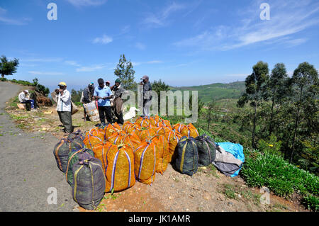 Sacchi di foglie di tè in attesa dei mezzi di trasporto alla fabbrica di tè, Dambatenne, Sri Lanka Foto Stock