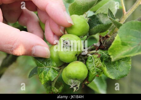 Giardiniere giovane assottigliamento Bramley Piantina mele (malus domestica) in estate per favorire le buone dimensioni, sani frutti, il Giardino Inglese UK Foto Stock