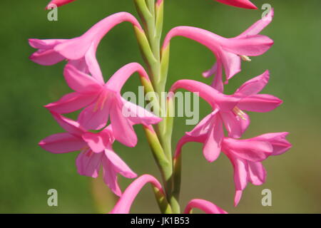 Watsonia hybrid 'Tresco nana rosa', fioritura in un giardino inglese confine in estate Foto Stock