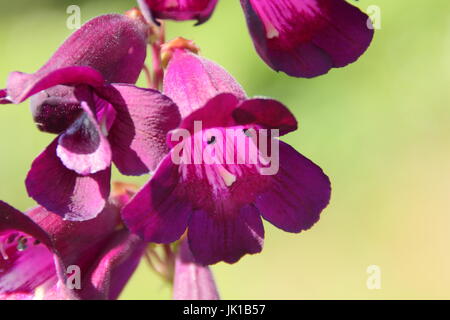 Penstemon 'Raven', fioritura in un giardino inglese confine in estate Foto Stock