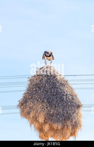 Un aquila marziale, Polemaetus bellicosus, mangiare in preda al di sopra di un comune nido di uccello, costruita sulla sommità di un palo di telecomunicazione vicino Groblershoop nel Foto Stock