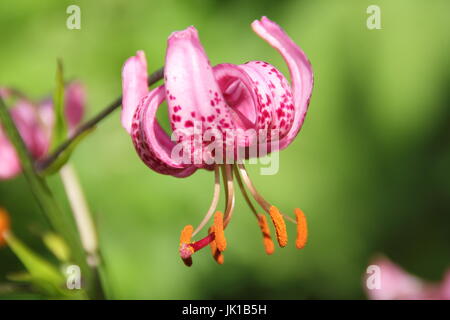 Il Lilium martagon - Turk cappuccio del Giglio - in piena fioritura in un giardino inglese in estate Foto Stock