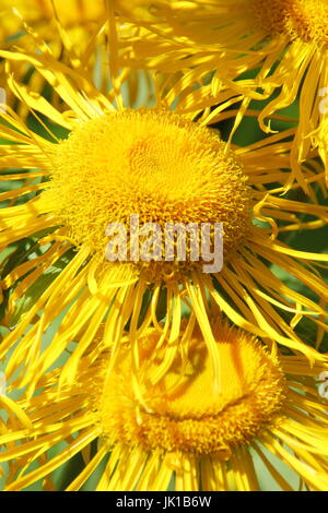 Inula helenium Elecampanel in piena fioritura in un bordo giardino estivo. REGNO UNITO Foto Stock