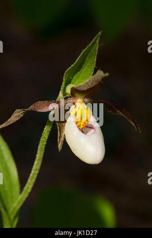 Ladyslipper montagna (Cypripedium montanum) lungo Luisa Trail, Kootenai National Wildlife Refuge, Idaho Foto Stock