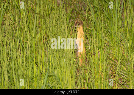 Corto-tailed donnola (Mustela erminea), Kootenai National Wildlife Refuge, Idaho Foto Stock