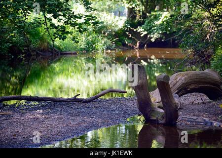 Lymington meandri fluviali attraverso la Nuova Foresta Foto Stock