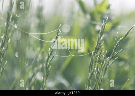 Coperti di rugiada erba alta con trailing spider web di prima mattina Foto Stock