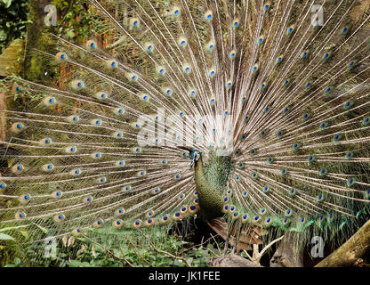 Verde con testa blu pavone maschio che mostra belle piume colorate dalla loro apertura ampia fino al di fuori a mezzogiorno per mostrare. Foto Stock
