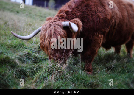 // Highland mucca pascolare sull'erba. Guardando a un suggestivo grande setosa Highland mucca pascolare su qualche erba uno Scottish giornata invernale e. Foto Stock