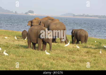 Minneriya National Park North Central Provincia dello Sri Lanka elefanti asiatici e airone guardabuoi Foto Stock