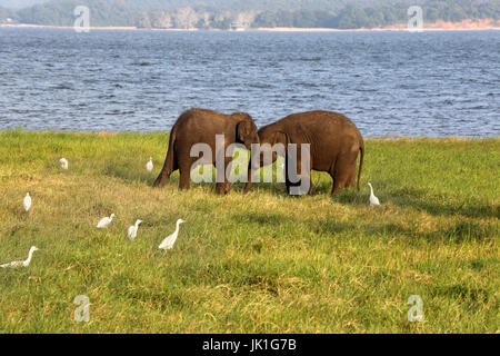 Minneriya National Park North Central Provincia dello Sri Lanka giovani elefanti asiatici e airone guardabuoi Foto Stock