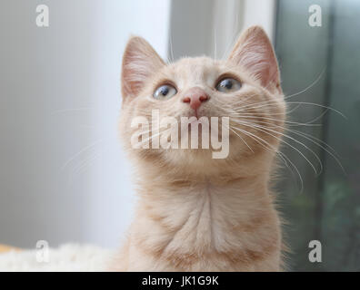 Ritratto di tre mesi lo zenzero luce gattino cercando Surrey in Inghilterra Foto Stock