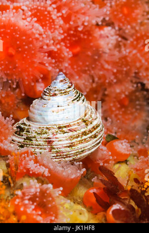 Parte superiore blu lumaca, Calliostoma ligatum, tra fragola anemoni, Quadra Island, Campbell River, British Columbia, Pacific Foto Stock