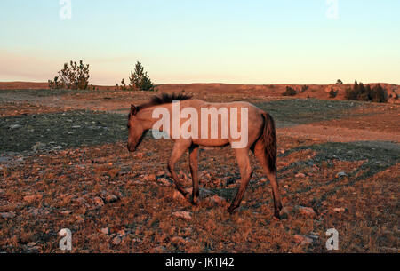 Wild Horseat tramonto - Blu Stefano Colt su Tillett Ridge in Pryor montagne del Montana USA Foto Stock