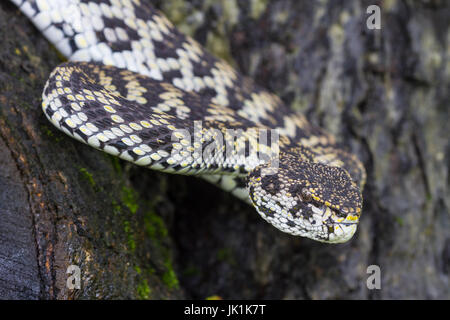 Close up di mangrovie Pitviper snake ( Trimeresurus purpureomaculatus) dalla Tailandia Foto Stock