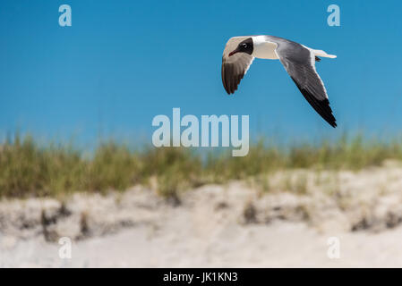 Gabbiano ridendo (Leucophaeus atricilla) in volo lungo la spiaggia di Amelia Island nel nord-est della Florida. (USA) Foto Stock