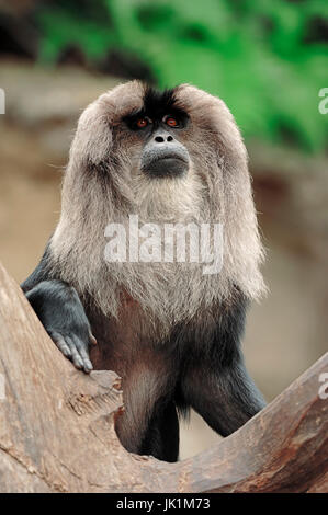 Lion-coda Macaque, maschio / (Macaca silenus) / Liontail macaco Wanderoo | Bartaffe, maennlich / (Macaca silenus) / Wanderu Foto Stock