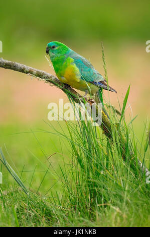 Rosso-rumped Parrot, maschio / (Psephotus haematonotus) | Singsittich, maennlich / (Psephotus haematonotus) Foto Stock