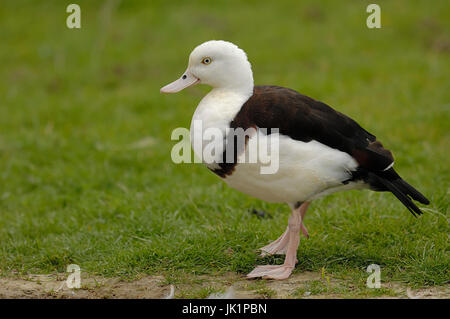 Shelduck Radjah / (Tadorna radjah) / Burdekin Duck | Radjahgans / (Tadorna radjah) / Radjah-Gans Foto Stock