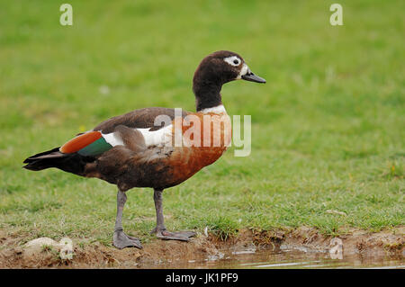 Shelduck australiano, femmina / (Tadorna tadornoides, Casarca tadornoides) | Halsbandkasarka, weiblich / (Tadorna tadornoides, Casarca tadornoides) Foto Stock