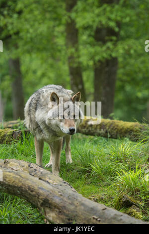 Lupo nella foresta Foto Stock