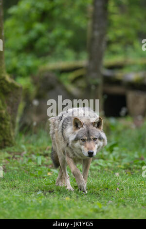 Lupo nella foresta Foto Stock