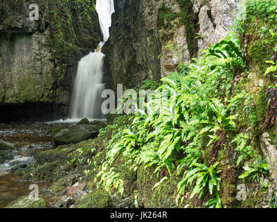 Forza Catrigg cascata vicino Stainforth in Ribblesdale Yorkshire Dales Inghilterra Foto Stock