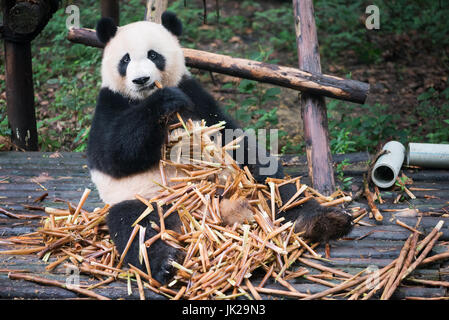 Panda gigante seduto su legno e eatin un sacco di bambù, Chengdu nella provincia di Sichuan, in Cina Foto Stock