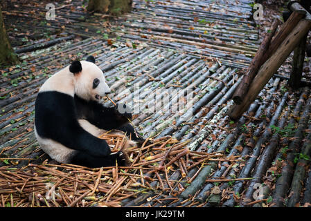 Panda seduto su legno e mangiare il bambù, Chengdu nella provincia di Sichuan, in Cina Foto Stock