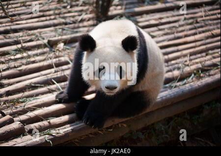 Panda gigante close-up guardando la telecamera, Chengdu nella provincia di Sichuan, in Cina Foto Stock