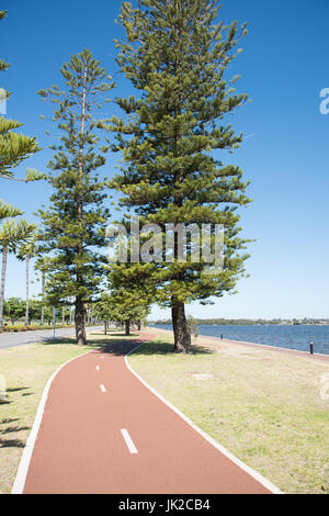 Perth,WA,Australia-November 17,2016: pedonale e percorso in bicicletta attraverso gli alti norfolk pineta sul lungofiume Swan a Perth in Australia. Foto Stock