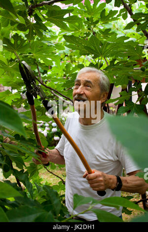 Senior taglio uomo comune fig tree rami con eseguire potature di cesoie nel suo giardino - cortile Foto Stock