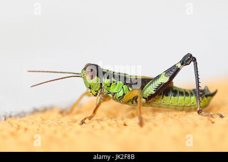 Maschio di Montagna Verde Grasshopper, Miramella alpina, macro ritratto Foto Stock