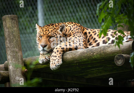 Captive Jaguar si appoggia su un rilievo piattaforma di legno Foto Stock