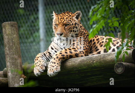 Captive Jaguar si appoggia su un rilievo piattaforma di legno Foto Stock