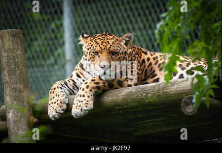 Captive Jaguar si appoggia su un rilievo piattaforma di legno Foto Stock